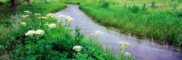 Photography Art Print featuring the photograph Cow Parsnip Heracleum Maximum Flowers #2 by Panoramic Images