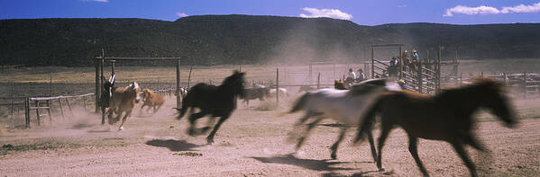 Photography Art Print featuring the photograph Horses Running In A Field, Colorado, Usa #4 by Panoramic Images