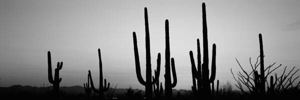 Photography Art Print featuring the photograph Silhouette Of Saguaro Cacti Carnegiea #5 by Panoramic Images