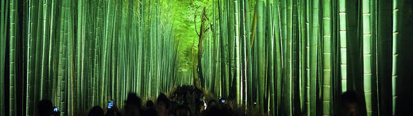 Tranquility Art Print featuring the photograph Arashiyama Bamboo Glade Night Panorama by Image © Andy Heather