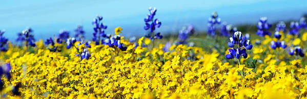 Blue Art Print featuring the photograph Blue and Yellow Wildflowers by Holly Blunkall