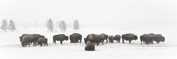 Yellowstone Art Print featuring the photograph Buffalo Herd in Snow by Bill Cubitt