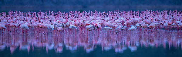 Flamingos Art Print featuring the photograph Flamingos by David Hua
