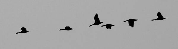 Geese Art Print featuring the photograph Fly Away by Jackson Pearson