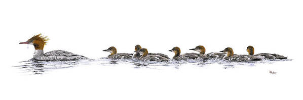 Merganse Art Print featuring the drawing Merganser Family by Brent Ander