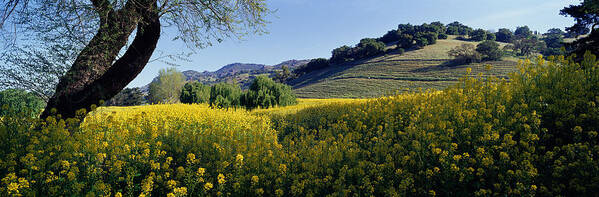 Photography Art Print featuring the photograph Mustard Flowers In A Field, Napa by Panoramic Images