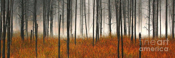 Yellowstone National Park Art Print featuring the photograph Mute Dog Forest Pano by Clare VanderVeen