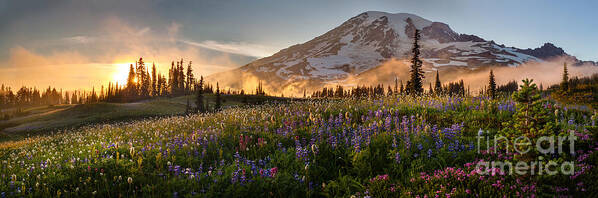 Mount Rainier Art Print featuring the photograph Rainier Golden Light Sunset Meadows by Mike Reid