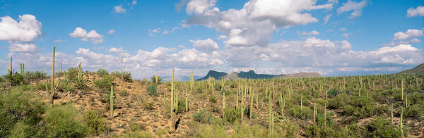 Photography Art Print featuring the photograph Saguaro National Park Tucson Az Usa by Panoramic Images