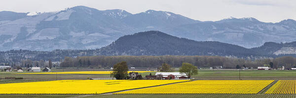 Skagit Art Print featuring the photograph Skagit Valley Daffodils by Bob Stevens