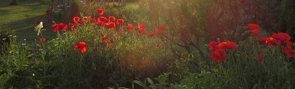 Red Poppies Art Print featuring the photograph Sunset in the Poppy Garden by Mary Wolf
