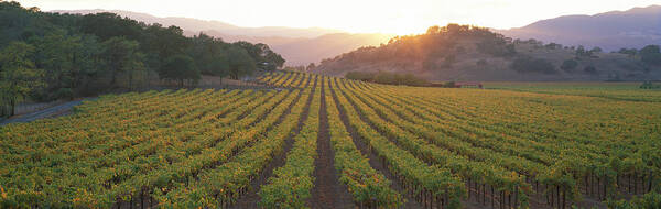 Photography Art Print featuring the photograph Sunset, Vineyard, Napa Valley by Panoramic Images