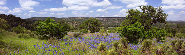  Art Print featuring the photograph Texas Bluebonnets-003 by Mark Langford