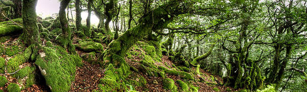 Forest Art Print featuring the photograph The Elven forest No2 Wide by Weston Westmoreland
