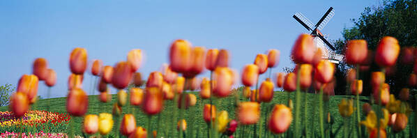 Photography Art Print featuring the photograph Tulip Flowers With A Windmill In The by Panoramic Images