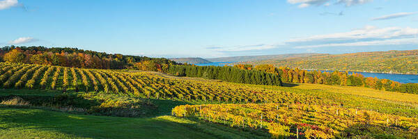 Photography Art Print featuring the photograph Vineyard, Keuka Lake, Finger Lakes, New by Panoramic Images