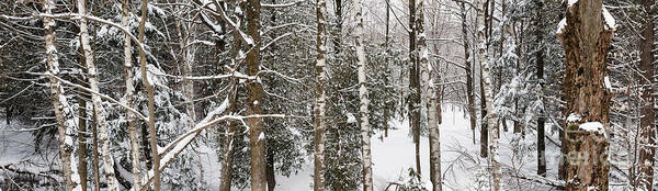 Forest Art Print featuring the photograph Winter forest landscape panorama by Elena Elisseeva