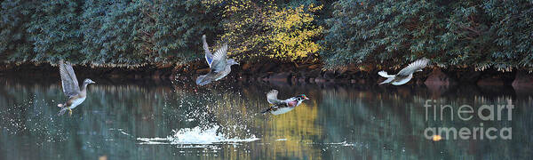 Wood Ducks Taking Off In Flight Art Print featuring the photograph Wood ducks taking off in flight by Dan Friend