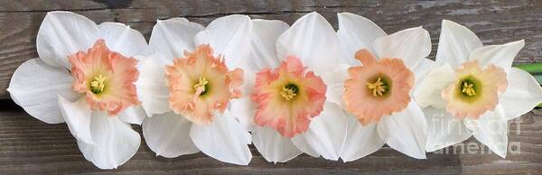 Pink Daffodils Art Print featuring the photograph Shades of Pink by Michele Penner