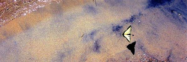 Water Art Print featuring the photograph Butterfly and Sand 42 DB #1 by Lyle Crump