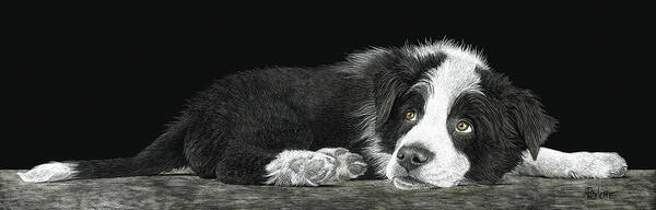 Border Collie Art Print featuring the drawing Tell Me More About Sheep by Ann Ranlett