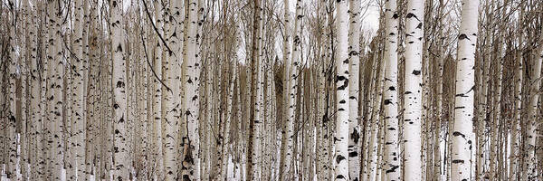 Aspen Art Print featuring the photograph Aspens In Winter Panorama - Colorado by Brian Harig