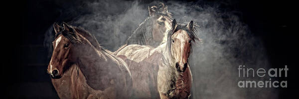 Horse Art Print featuring the photograph Equine Appearance by Lincoln Rogers