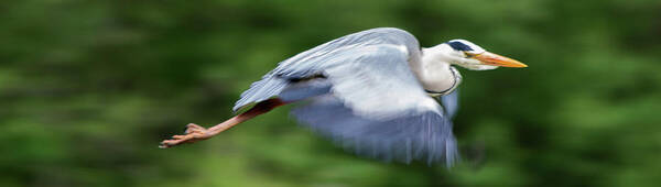 Animal Art Print featuring the photograph Heron Flying Wings Down by Scott Lyons