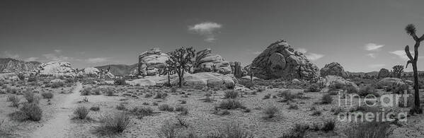 Joshua Tree National Park Art Print featuring the photograph Hiking In Joshua Tree Pano BW by Michael Ver Sprill