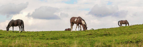 Horses Art Print featuring the photograph Horses and Clouds by D K Wall