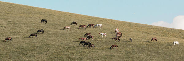 Horses Art Print featuring the photograph Horses On The Hill by D K Wall