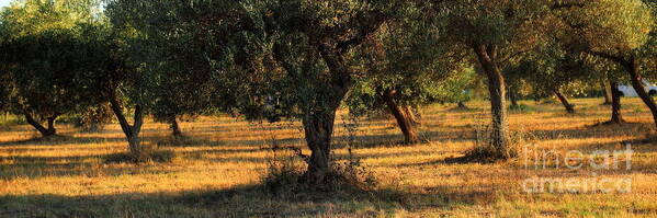 Symbol Art Print featuring the photograph Olive Grove 2 by Angela Rath