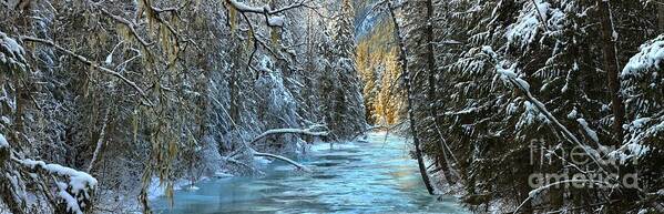 Robson River Art Print featuring the photograph Rain Forest Winter by Adam Jewell