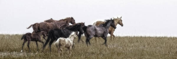 Horses Art Print featuring the photograph Running on November's Wind by Amanda Smith