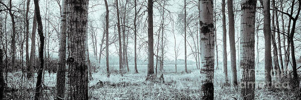 Canada Art Print featuring the photograph Series Silent Woods 2 by RicharD Murphy