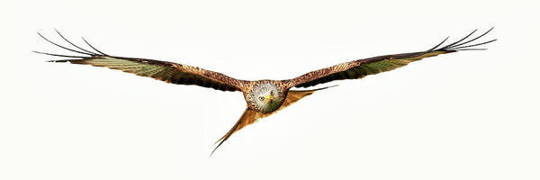 Red Kite Art Print featuring the photograph Red Kite - Bird of Prey in flight #1 by Grant Glendinning
