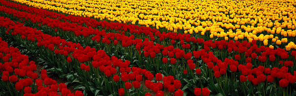 Panoramic Art Print featuring the photograph Fields Of Red And Yellow Tulips by Art Wolfe