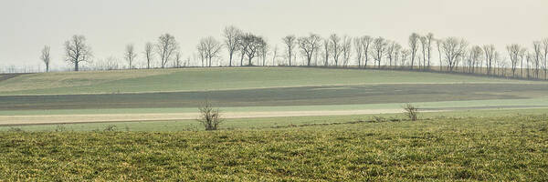 Green Field Art Print featuring the photograph Hazy Muted Field by Tana Reiff