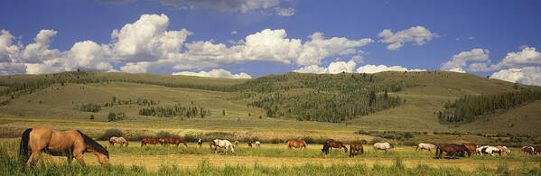 Grass Art Print featuring the photograph Horses grazing in pasture with hills beyond by Timothy Hearsum