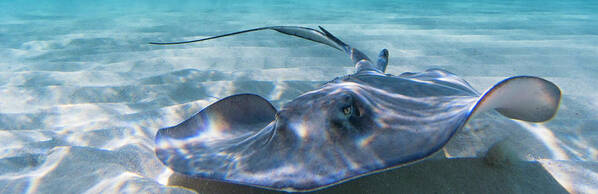 Ray Art Print featuring the photograph Reflections on a Southern Ray by Lynne Browne