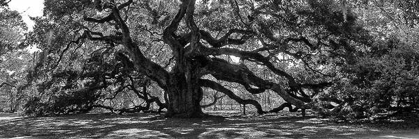 Angel Oak Art Print featuring the photograph Southern Angel Oak Tree by Louis Dallara