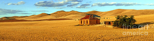 Golden Field Wheat Harvest Old Abandoned Homested Farm House Derelict Outback Burra Landscape Mid North South Australia Australian Pano Panorama Art Print featuring the photograph Golden Harvest panorama by Bill Robinson