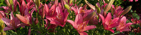 Lilies Art Print featuring the photograph Lilies After the Rain by Theo OConnor