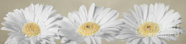 Three Art Print featuring the photograph Three White Daisies by Eden Baed