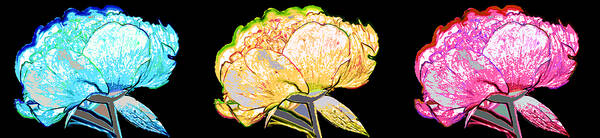 Peony Art Print featuring the photograph Here Today and Gone Tomorrow Triptych by Angelina Tamez
