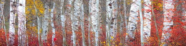 Aspen Art Print featuring the photograph Autumnly 1-4 Ratio by Ryan Smith