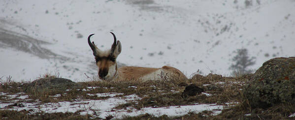 Pronghorn Art Print featuring the photograph Pronghorn Landscape by Carl Moore