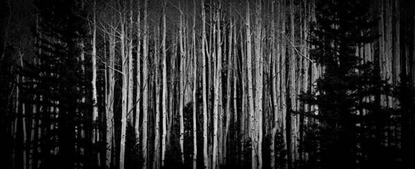 Art Art Print featuring the photograph Abstract Aspens by Atom Crawford
