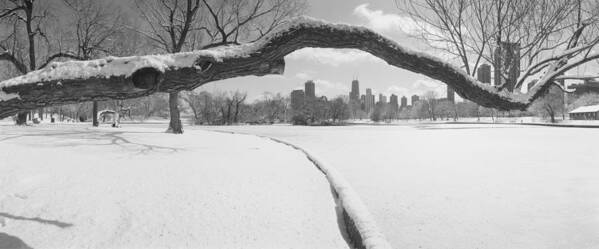 Photography Art Print featuring the photograph Bare Trees In A Park, Lincoln Park by Panoramic Images