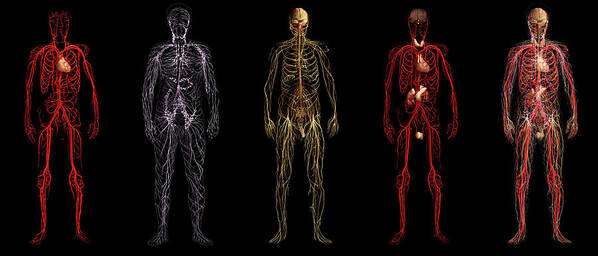 3d Visualization Art Print featuring the photograph Body Systems by Anatomical Travelogue